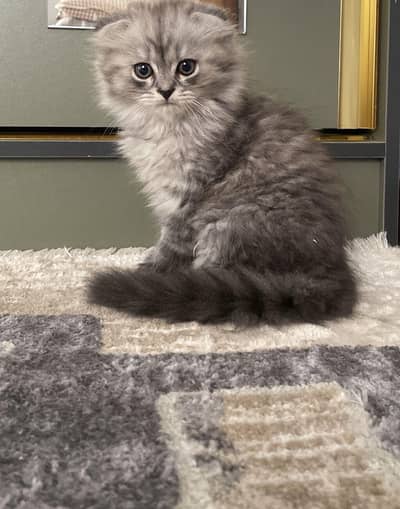 Extreme Quality Scotish Fold Kitten Available