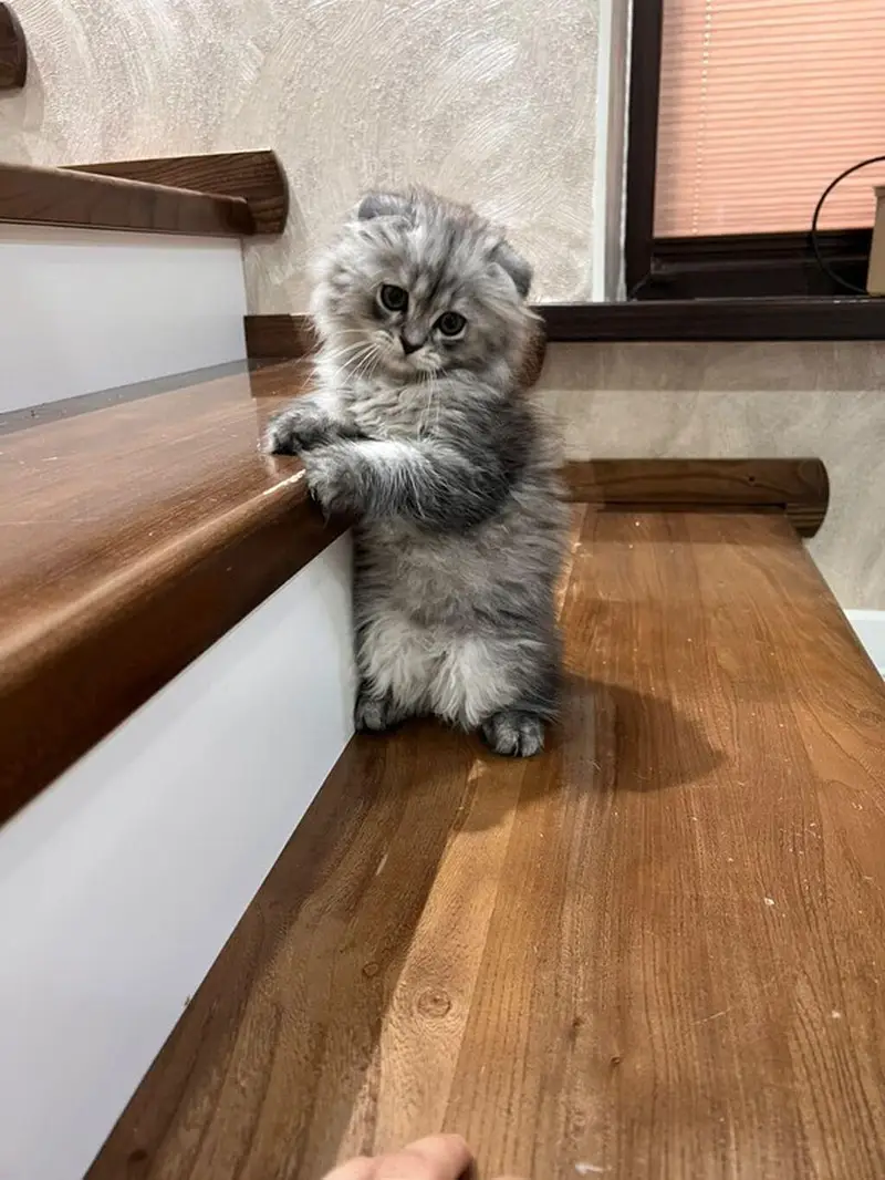 Extreme Quality Scotish Fold Kitten Available — photo 2