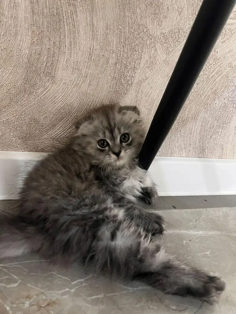 Extreme Quality Scotish Fold Kitten Available — photo 3