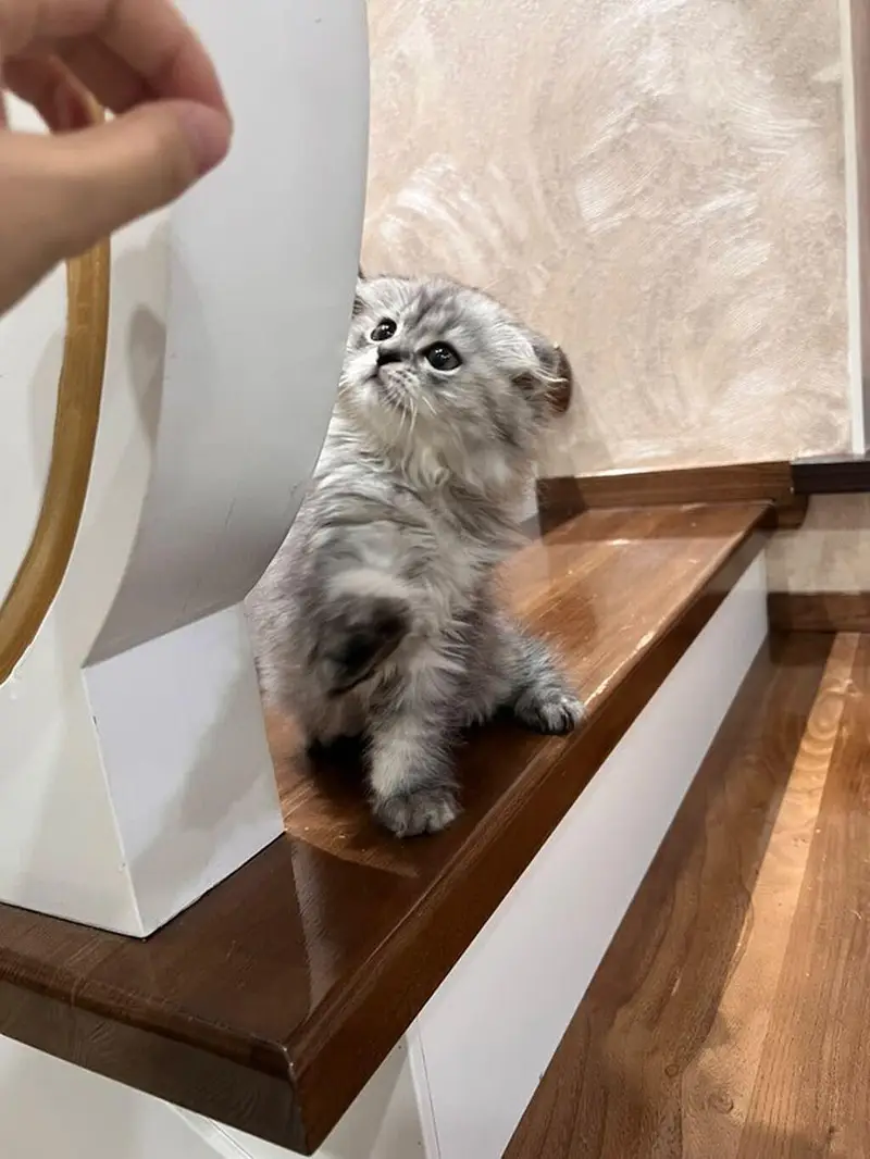 Extreme Quality Scotish Fold Kitten Available — photo 4