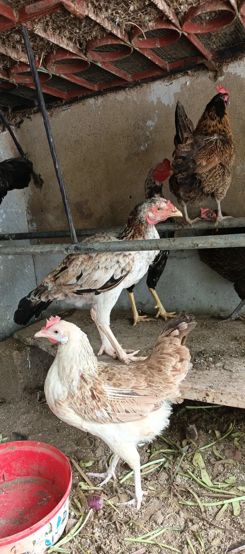 Aseel Murgha and Misri murghian for sale at good price — photo 2