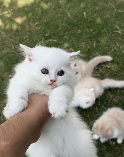 Persian kittens triple coated