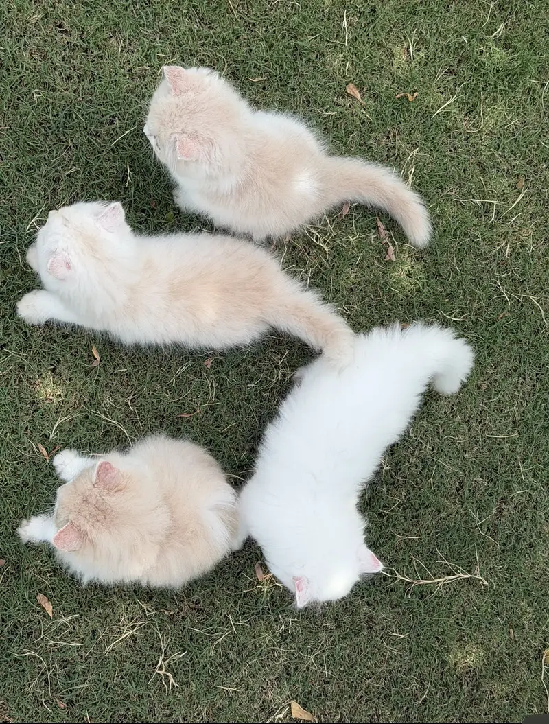 Persian kittens triple coated — photo 2