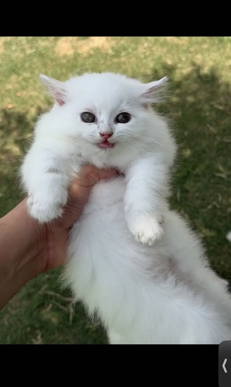 Persian kittens triple coated — photo 3
