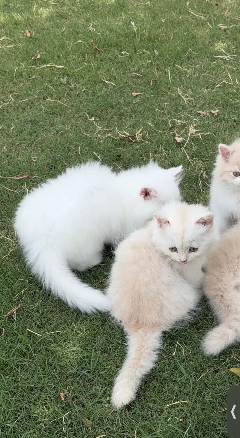 Persian kittens triple coated — photo 4