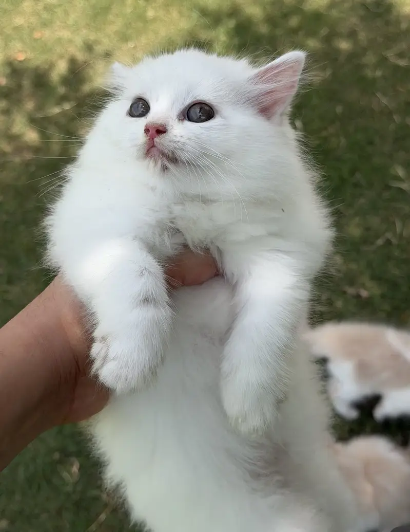 Persian kittens triple coated — photo 5