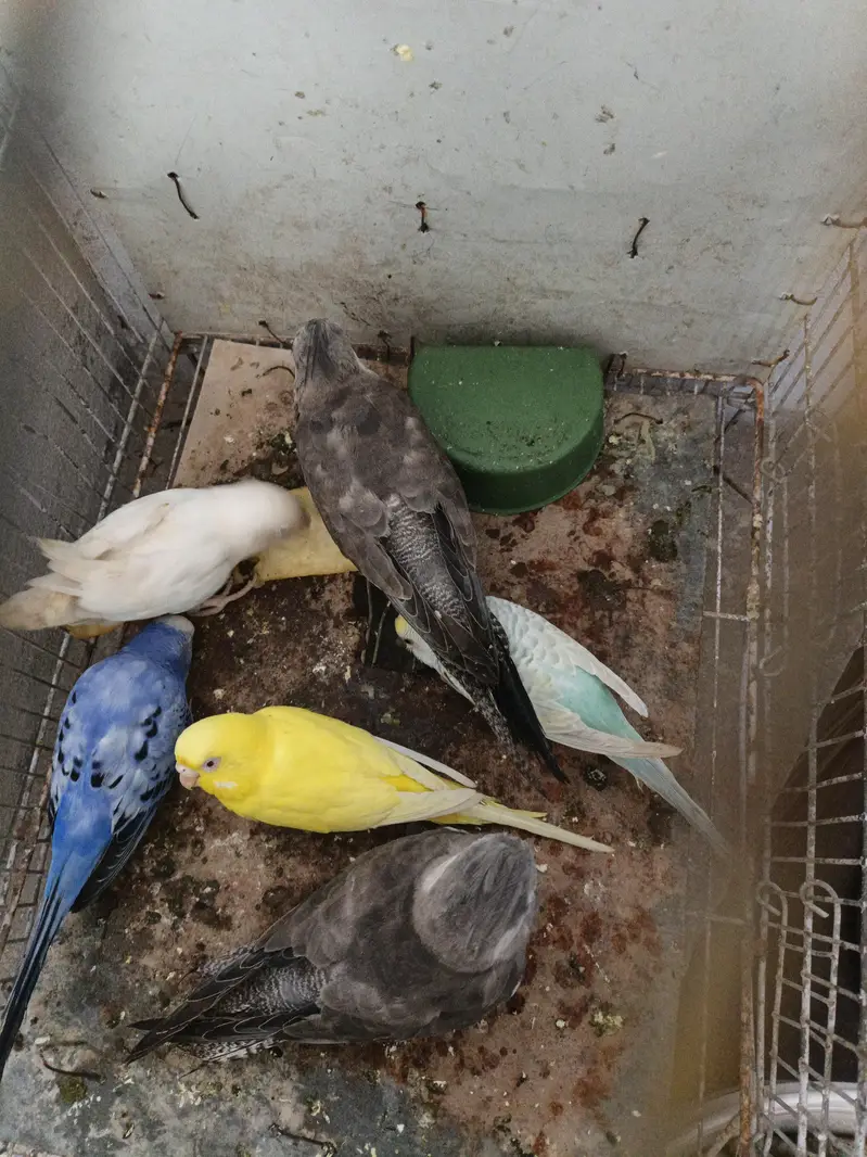 cocktail,+Australian+love bird — photo 2