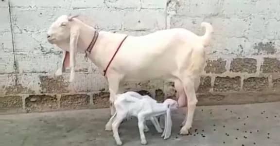 Gulabi Bakri Our 2 Bacchon ka sath For Sale/ 03242704045