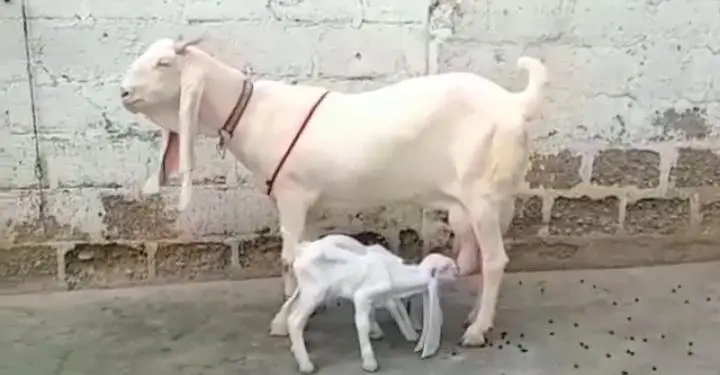 Gulabi Bakri Our 2 Bacchon ka sath For Sale/ 03242704045 — photo 2