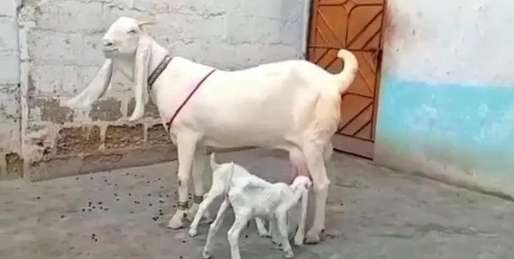 Gulabi Bakri Our 2 Bacchon ka sath For Sale/ 03242704045 — photo 3