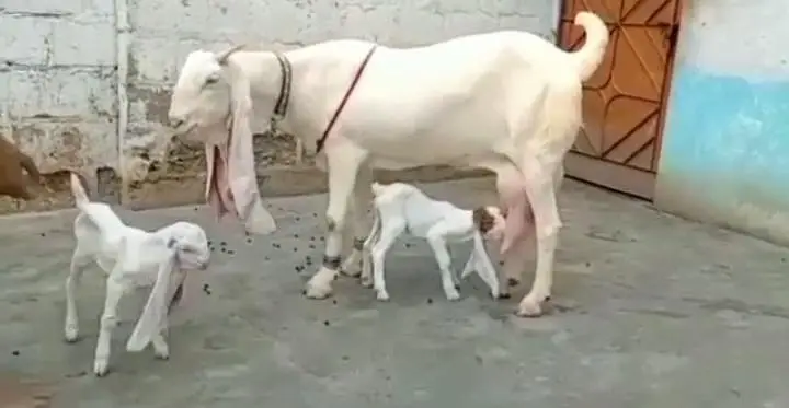 Gulabi Bakri Our 2 Bacchon ka sath For Sale/ 03242704045 — photo 4