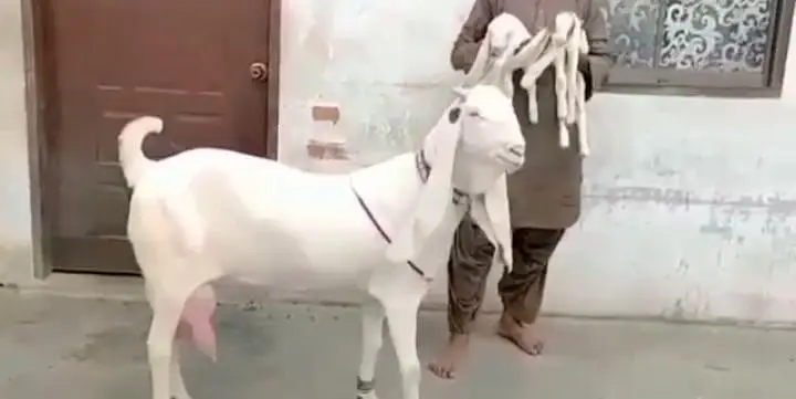 Gulabi Bakri Our 2 Bacchon ka sath For Sale/ 03242704045 — photo 5