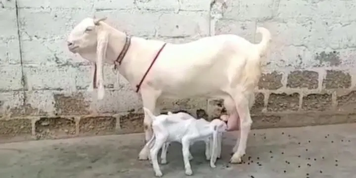 Gulabi Bakri Our 2 Bacchon ka sath For Sale/ 03242704045 — photo 6