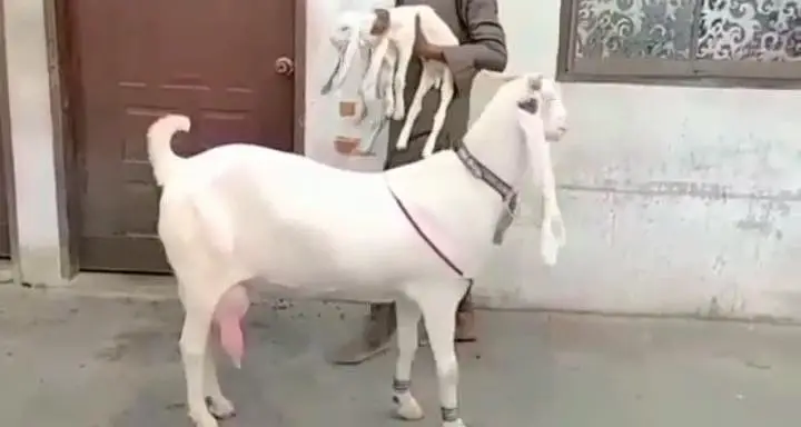 Gulabi Bakri Our 2 Bacchon ka sath For Sale/ 03242704045 — photo 7