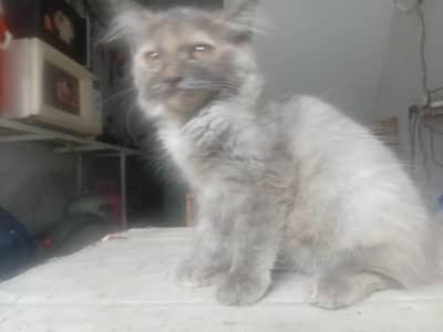 persian cat baby
