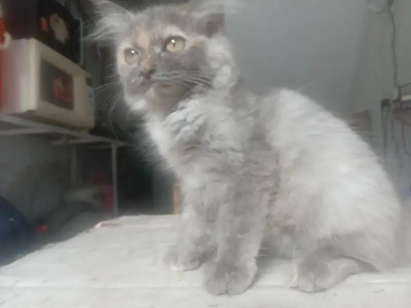 persian cat baby — photo 2