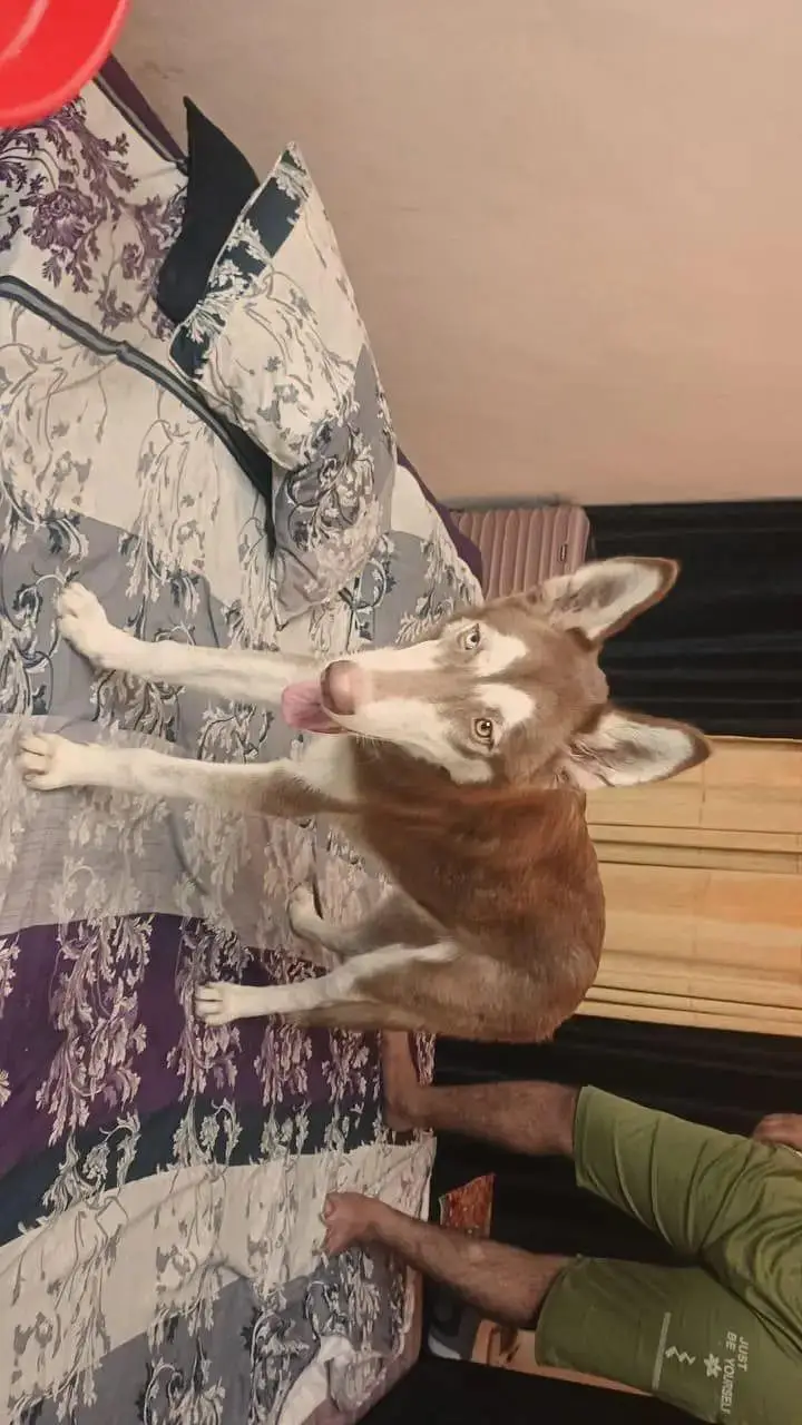 Brown Husky