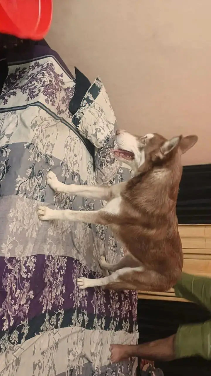 Brown Husky — photo 2