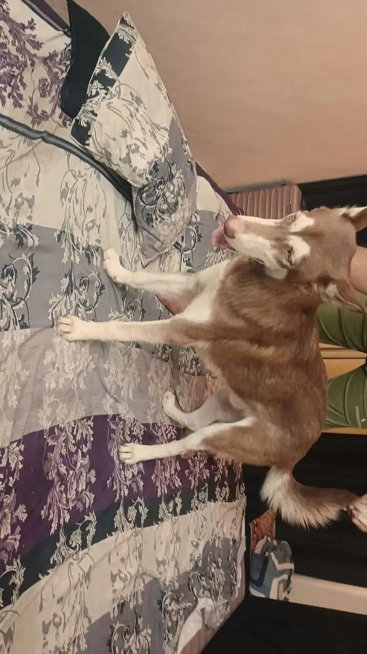 Brown Husky — photo 3