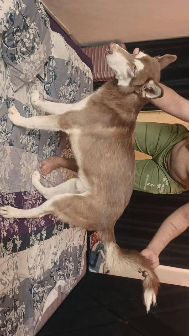 Brown Husky 3