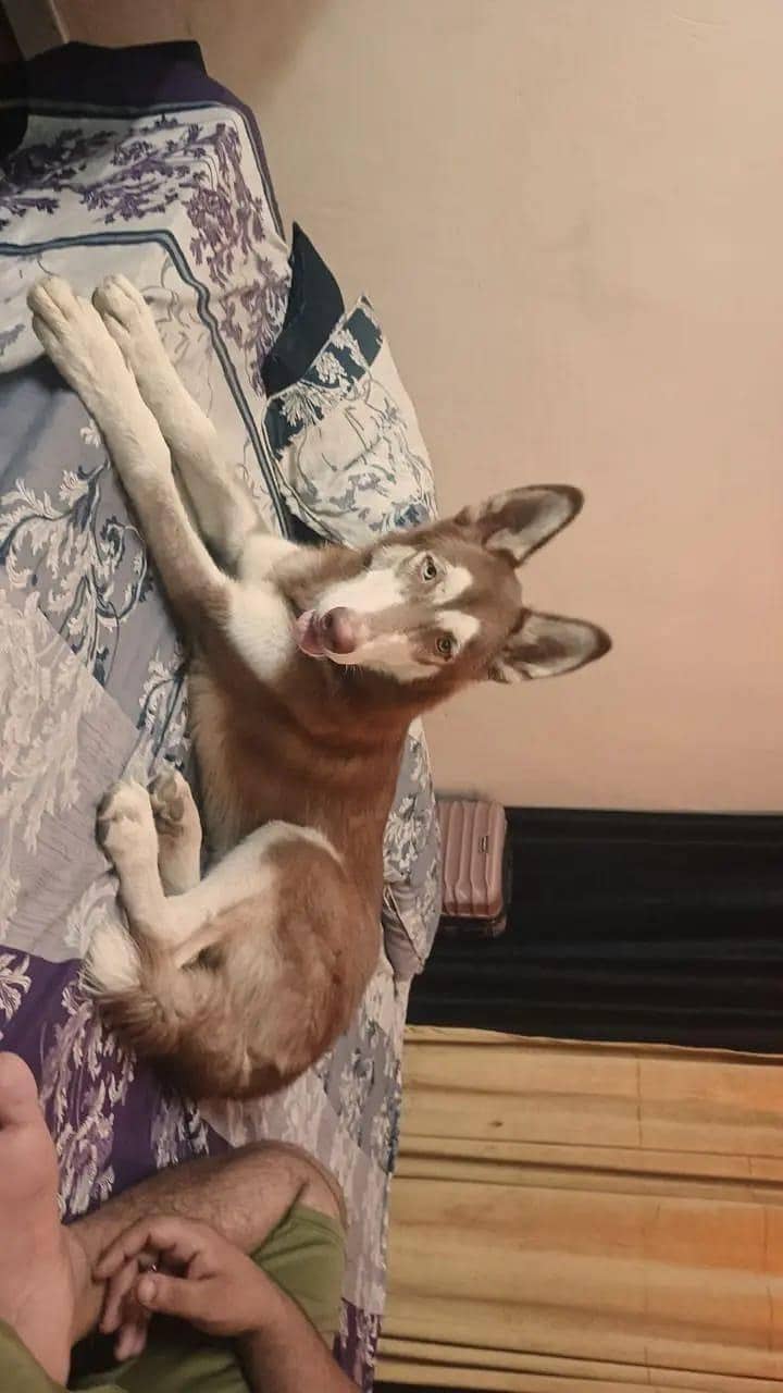 Brown Husky 4