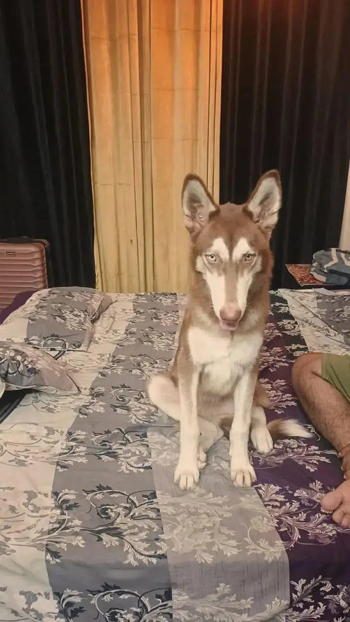 Brown Husky — photo 6