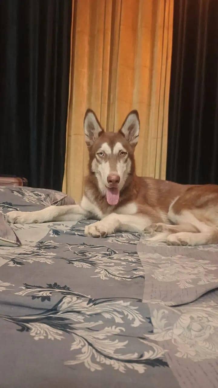 Brown Husky 6