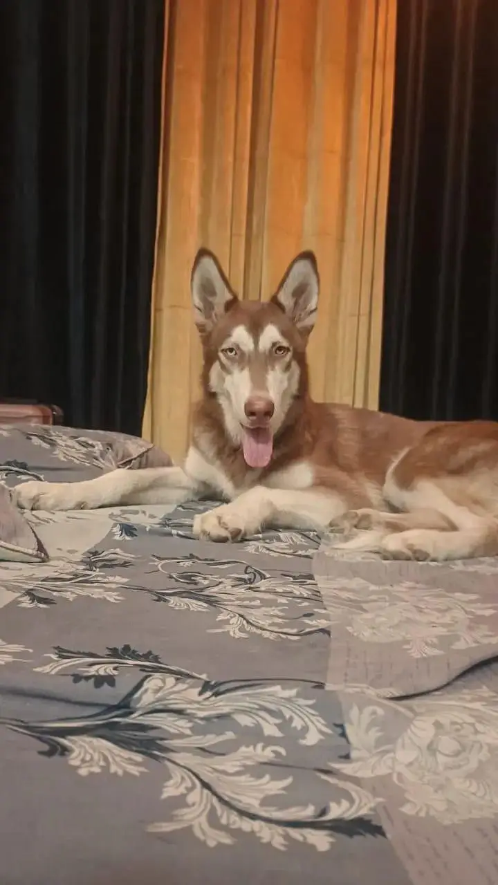 Brown Husky — photo 7