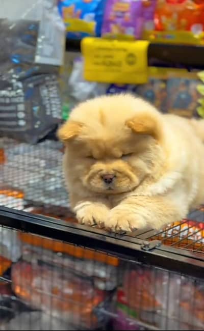 chow chow puppy for sale