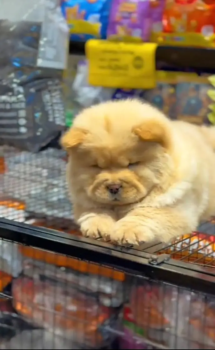 chow chow puppy for sale