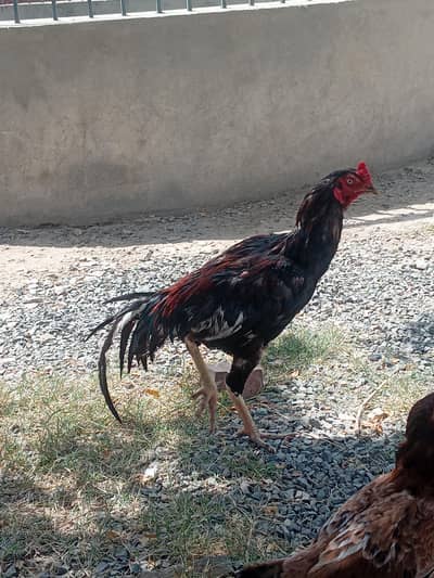 aseel for sale
