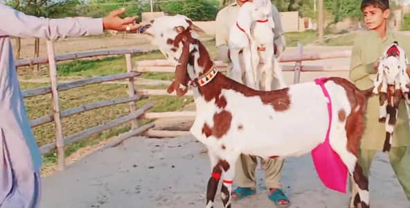 3 Bacchon Ka Sath Desi Bakri For Sale/ 03242704045