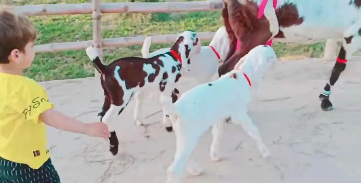 3 Bacchon Ka Sath Desi Bakri For Sale/ 03242704045 — photo 6