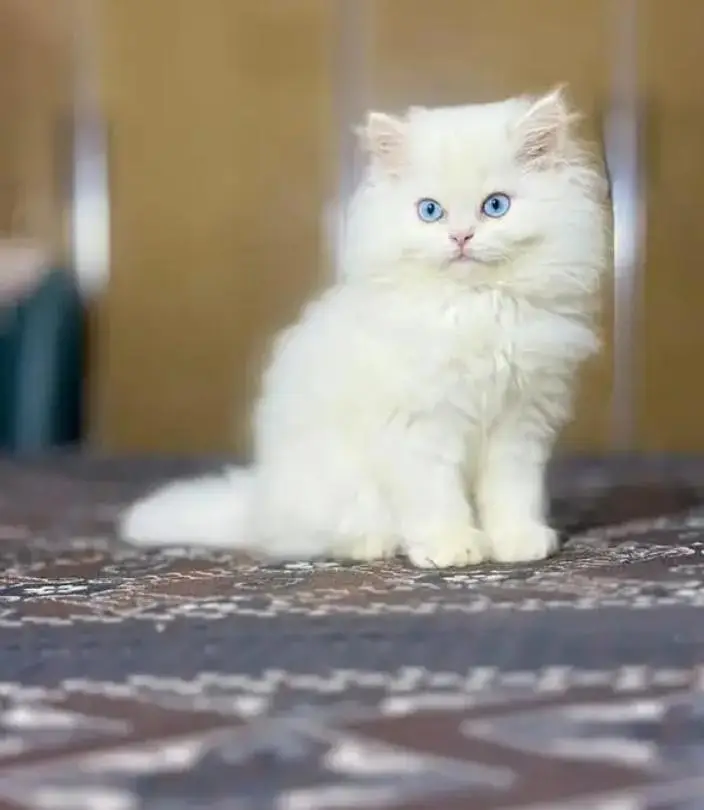 Persian Female kitten for sale 03243854//778