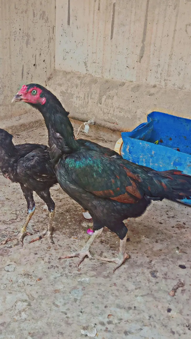 aseel murgi — photo 3