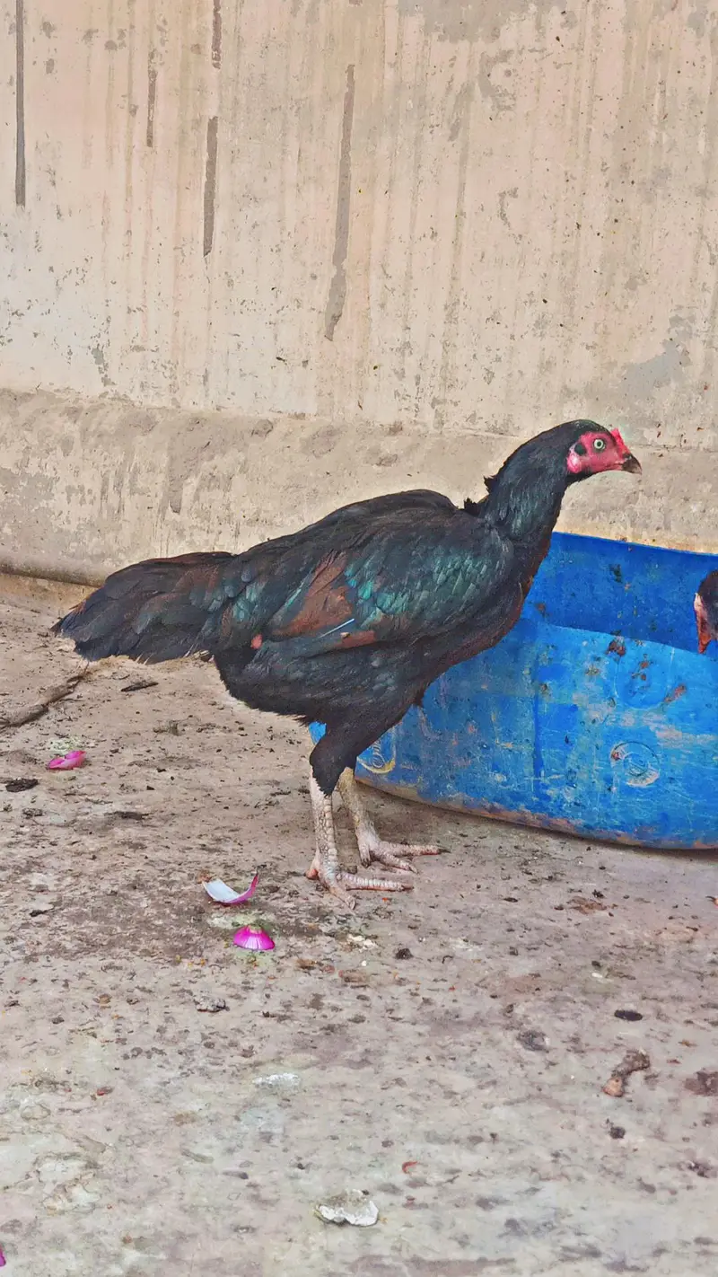 aseel murgi — photo 4