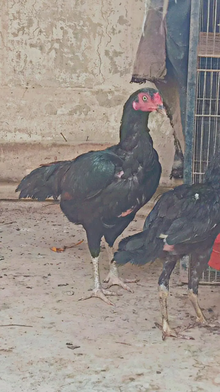 aseel murgi — photo 5