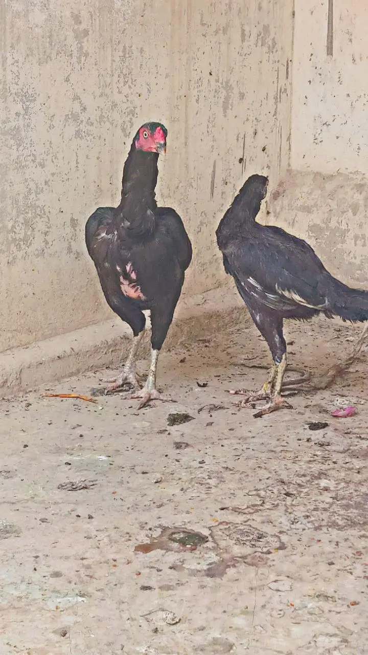 aseel murgi — photo 6