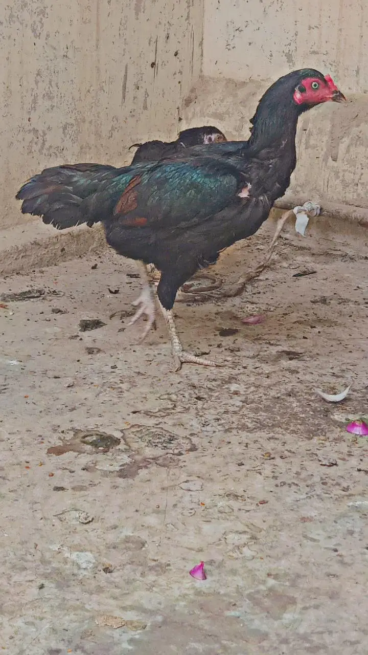 aseel murgi — photo 7