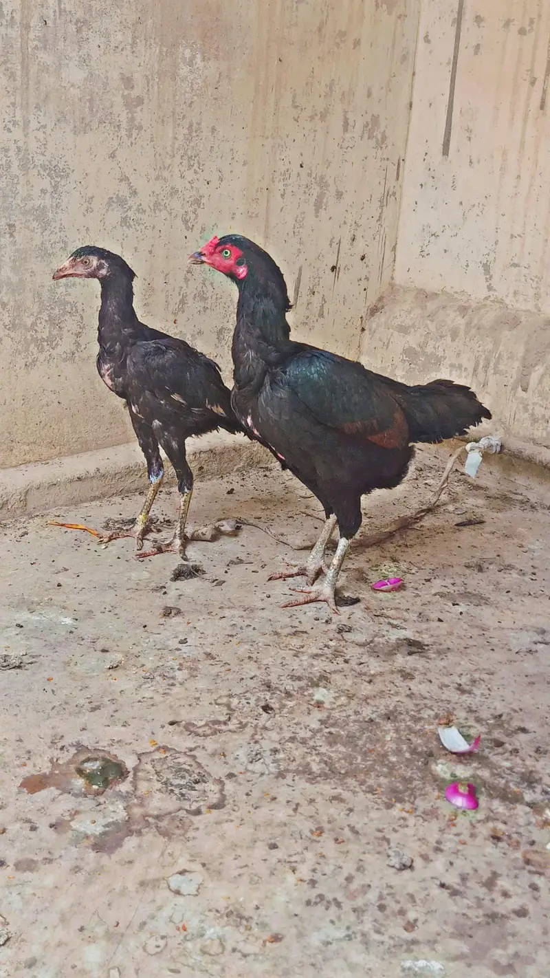 aseel murgi — photo 9
