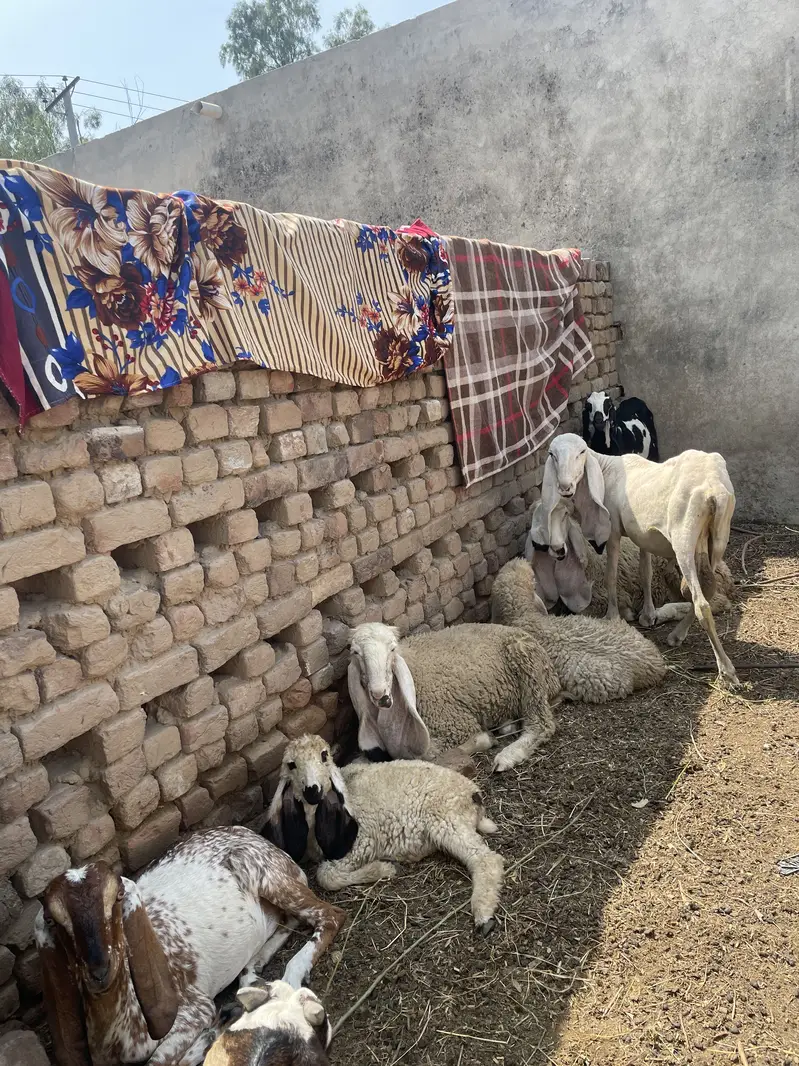 beautiful sheeps
