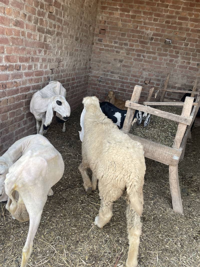 beautiful sheeps 1