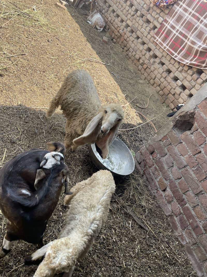 beautiful sheeps 2