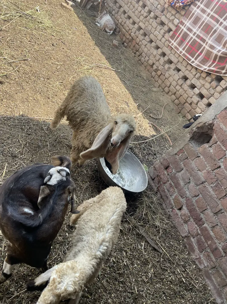 beautiful sheeps — photo 3