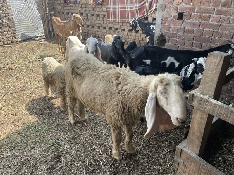 beautiful sheeps 3