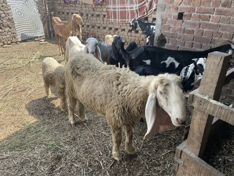 beautiful sheeps — photo 4
