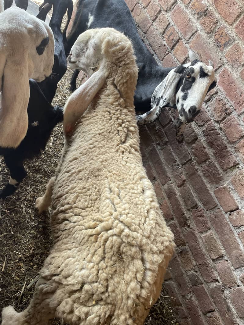 beautiful sheeps 4