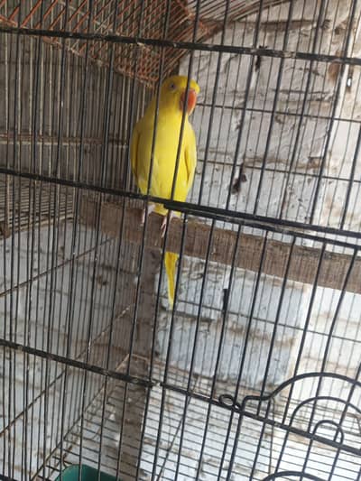 Yellow female one nail missing semi tame