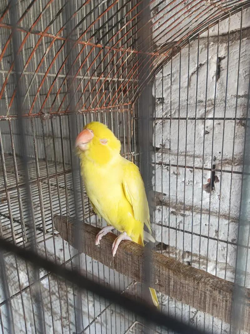 Yellow female one nail missing semi tame — photo 2