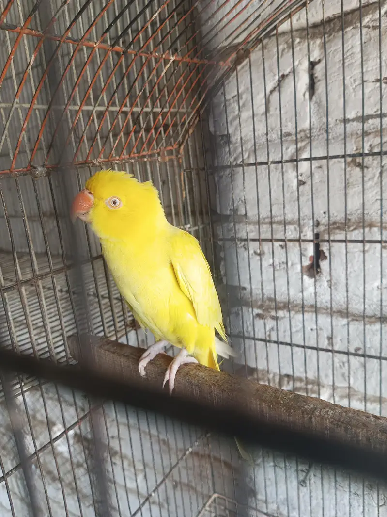 Yellow female one nail missing semi tame — photo 3